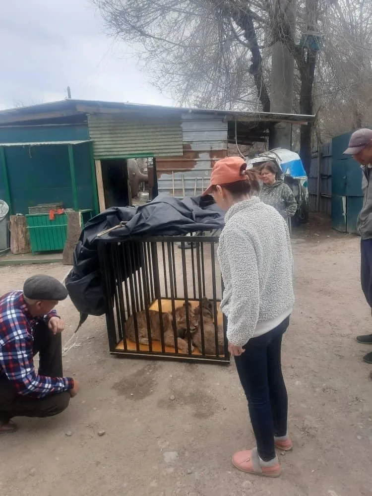 Бугу-Эне: В Каракольский зоопарк подбросили двух больных львят