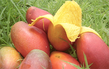 Ученые доказали пользу манго для людей с лишним весом