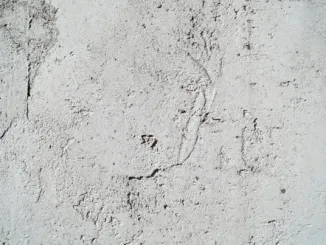 a cement wall with a small animal print on it