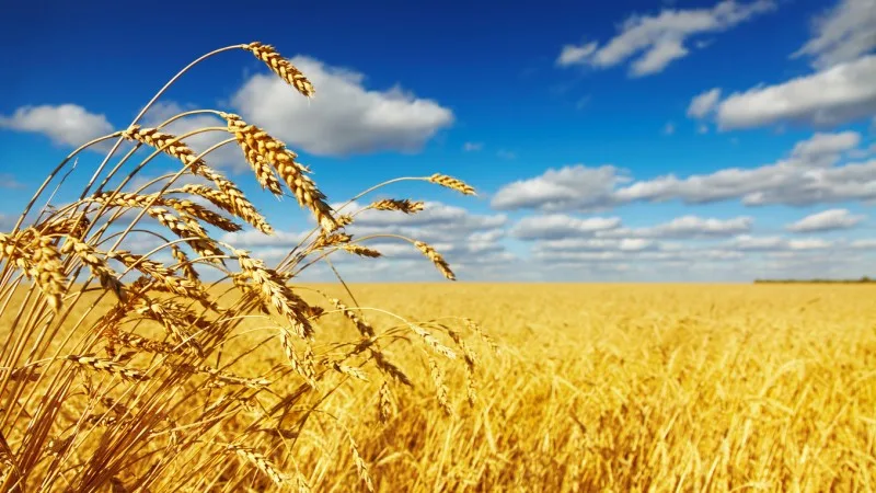 Кабмин Узбекистана принял постановление о закупке и реализации пшеницы