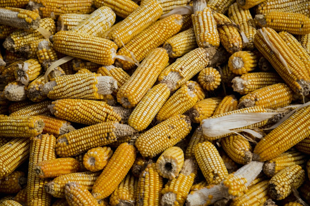 Завод по переработке кукурузы начали строить в Туркестанской области