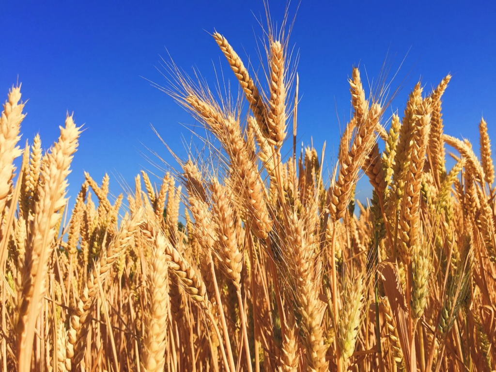 ФАО: Мировое производство зерна   в 2023 году достигнет 2,82 млрд тонн 