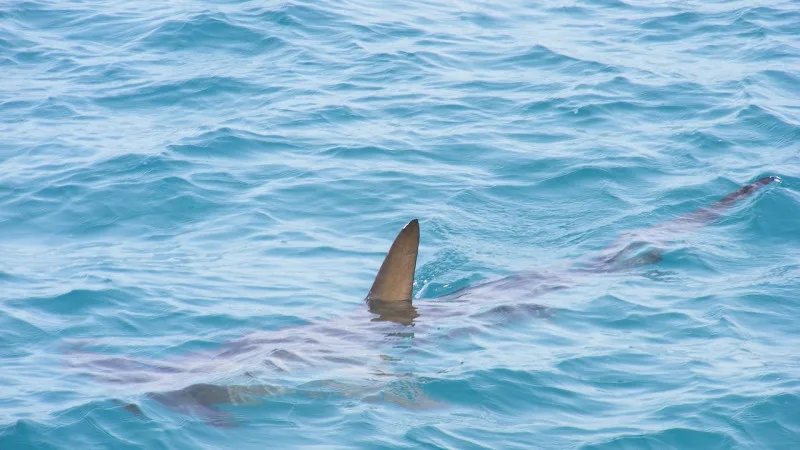 Тупорылая акула утащила рыбака под воду