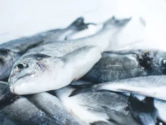 Крестьянское хозяйство «Кушим» планирует производить 400 тонн рыбы в год
