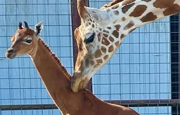В США родился уникальный жираф без пятен