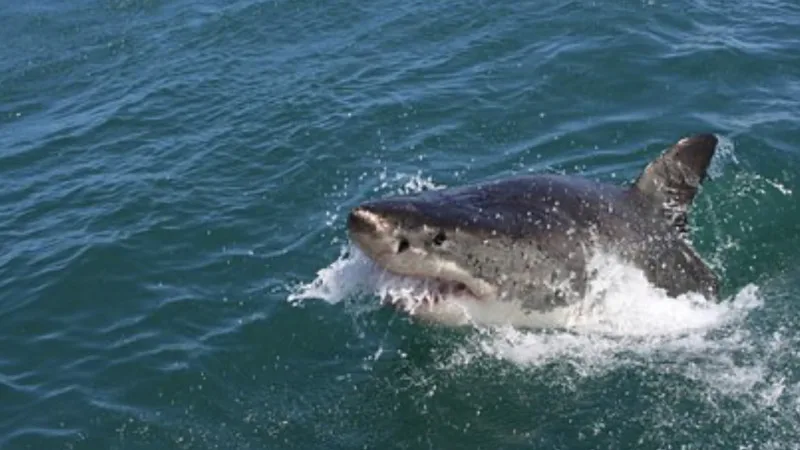 Голубая акула напала на мужчину в Валенсии