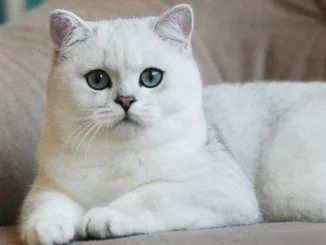 Британская шиншилла - порода кошек для ценителей уюта
