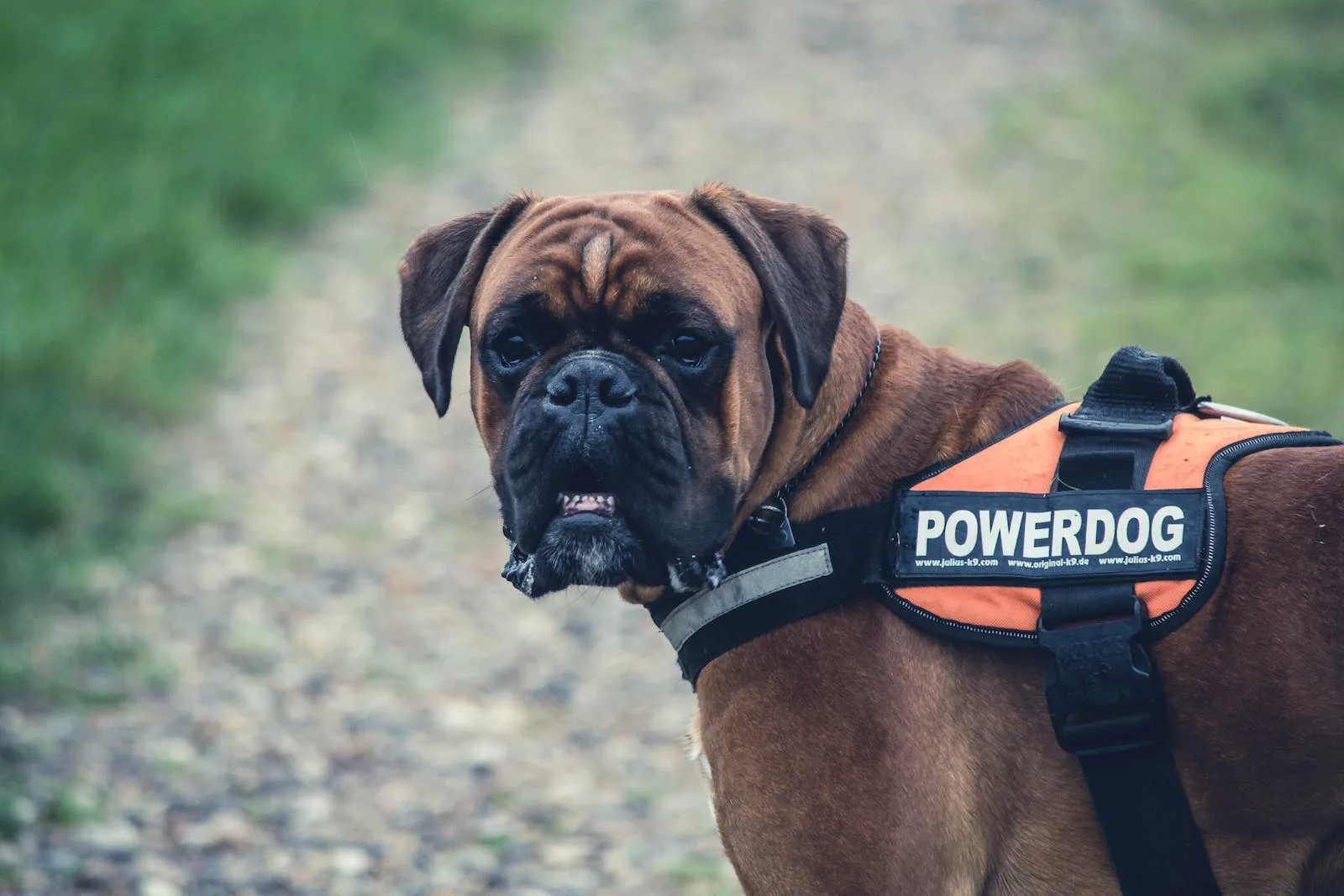 Свыше 100 кг. наркотиков помогли изъять служебные собаки в СКО