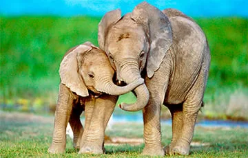 Ученые: Слоны обращаются друг к другу по именам