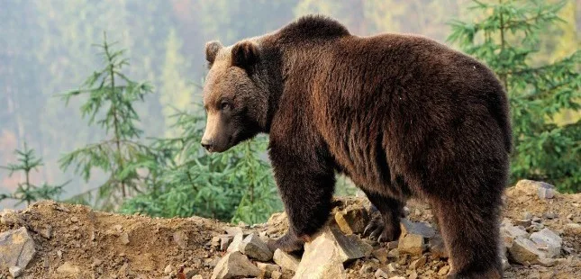 Биоразнообразие Таджикистана: 10 уникальных животных 