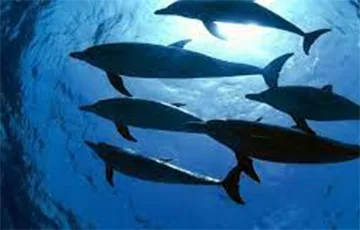 Ученые обнаружили редчайшего дельфина с «пальцами»
