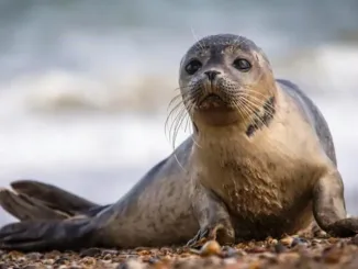 Ученые предлагают ограничить судоходство у лeжбищ тюленей