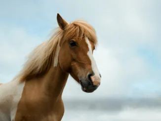 Поголовье лошадей в Казахстане выросло на 5%