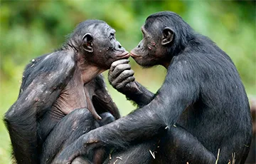 Ученые обнаружили сходство между жестами людей и приматов