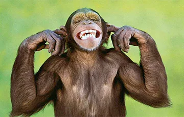 У обезьян обнаружили чувство юмора