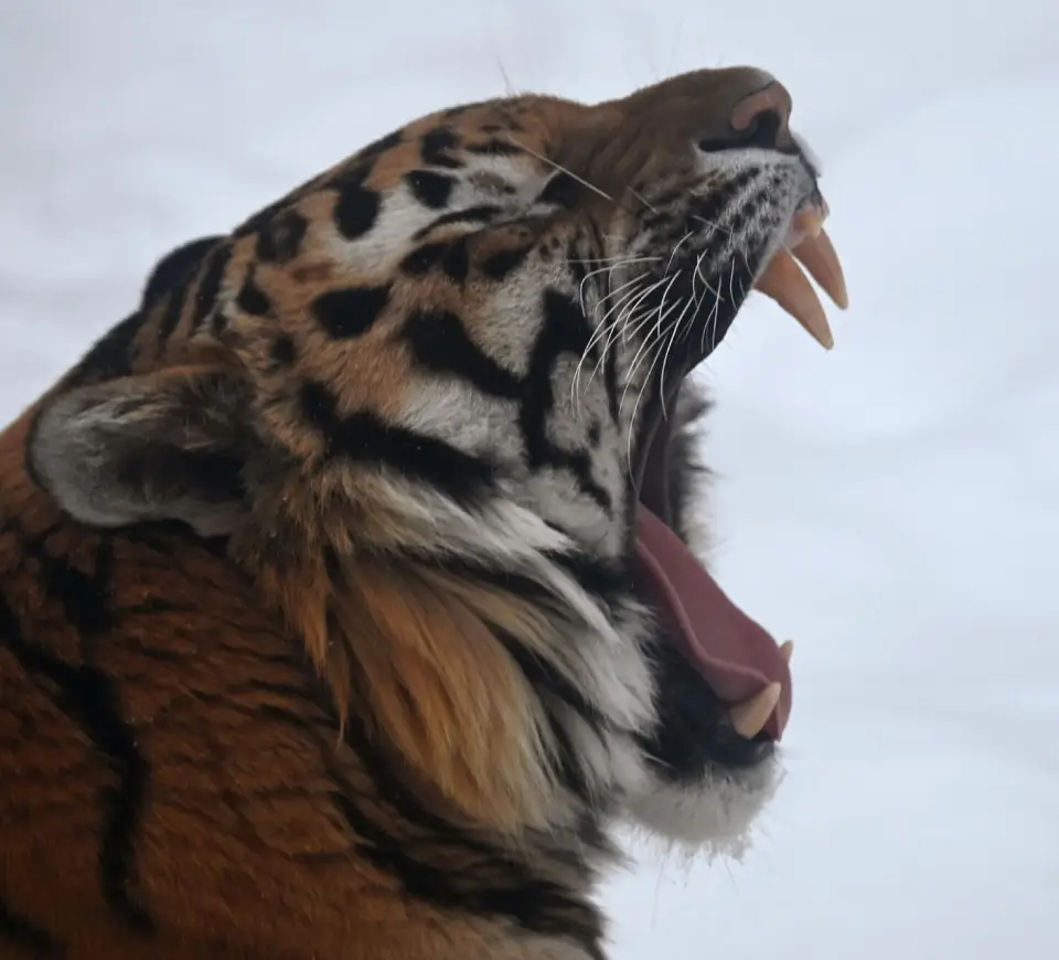 Туранский тигр вернется в Казахстан 