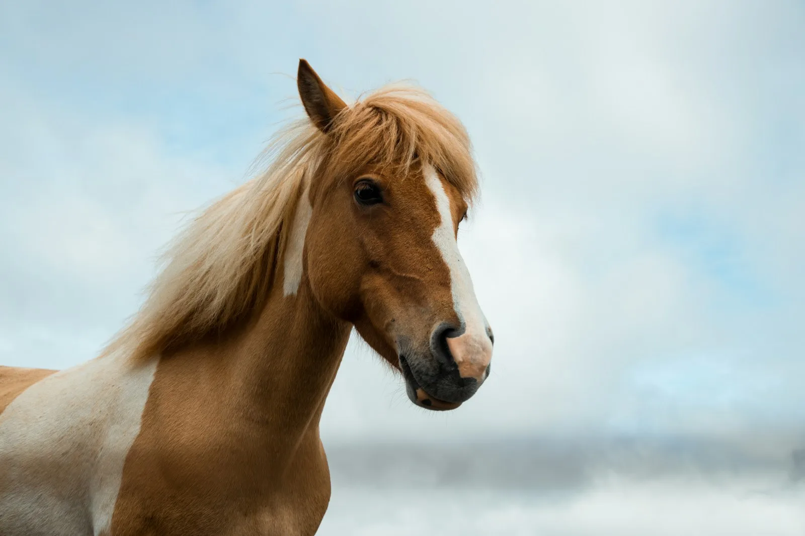 Поголовье лошадей в Казахстане выросло на 5% 