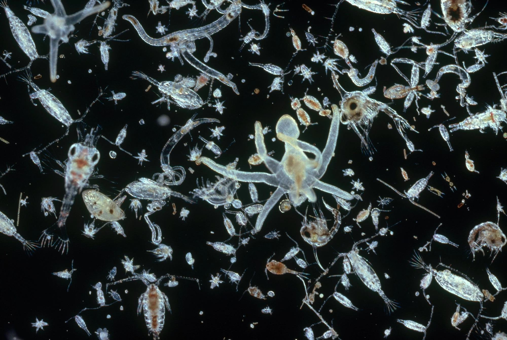 В Тихом океане расплодился зоопланктон