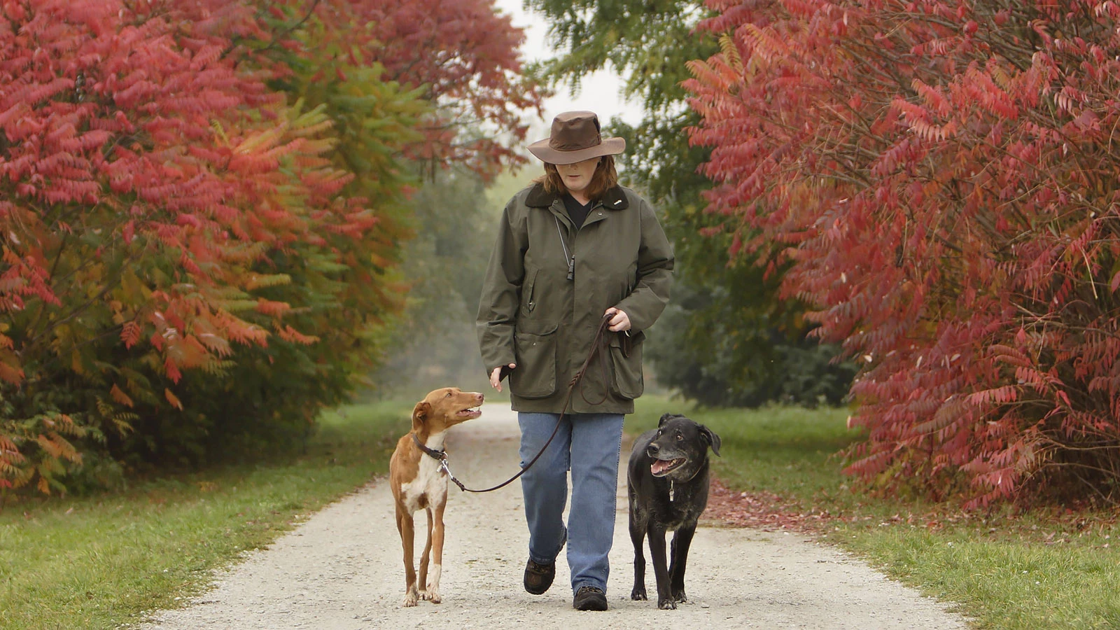 Прогулки с собакой могут предотвратить депрессию