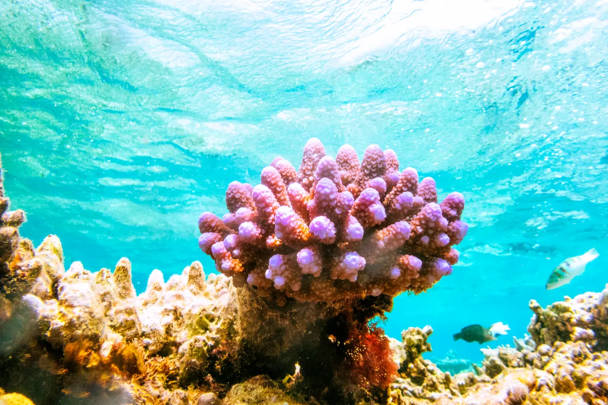 Кораллы во всем мире теряют цвет