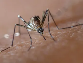 В Семее начнется обработка водоемов от комаров