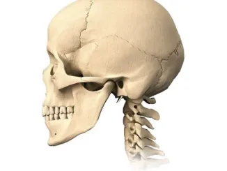 Раскрыта загадка человеческого черепа, занимавшая специалистов последние 150 лет