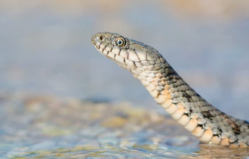 Ученые нашли змей, которые имитируют собственную смерть