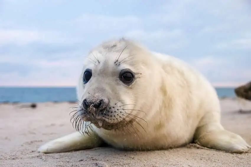 В Казахстане создадут природный резерват для сохранения популяции каспийского тюленя