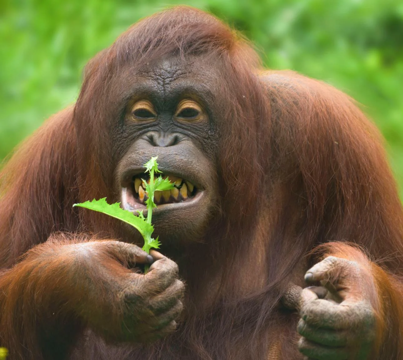 Орангутаны умеют лечиться растениями