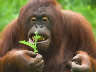 Орангутаны умеют лечиться растениями