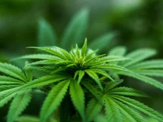 В Казахстане из конопли будут производить бумагу