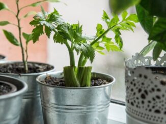 Овощ вечной молодости. И это не единственная причина включить его в свое меню